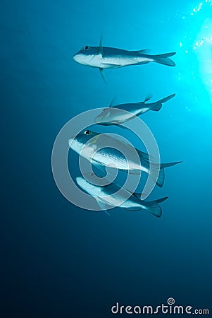 A small school or shoal of Bigeye emperor