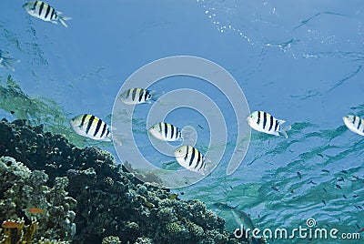 Small school of striped Sergeant major fish.