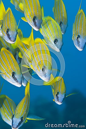 Small school of yellow tropical fish.