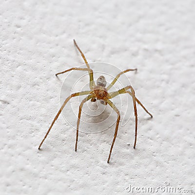 Small spider on wall