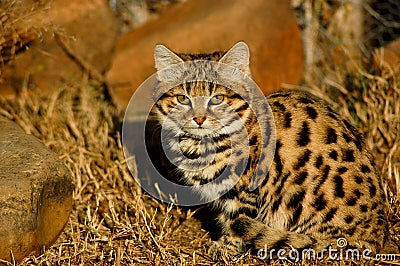Small Spotted Cat or Black-footed Cat