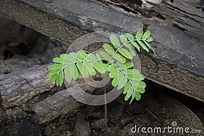 Small sprout seedling tree natural