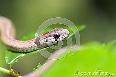 Small Texas Brown Snake