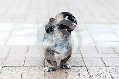 Small ugly dog with tongue out looking off camera