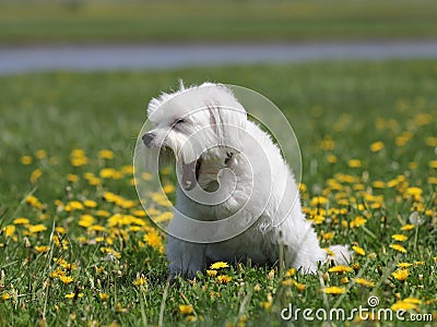 A small white dog with a big yawn.