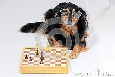 Smart Dog Playing Chess