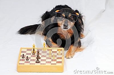 Smart Dog Playing Chess