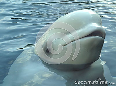 The smile of the white Beluga whale