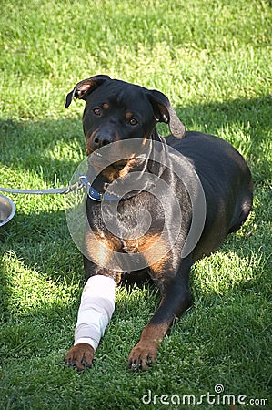 Smiling Dog with Bandaged Leg