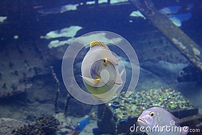 Smiling fish in aquarium