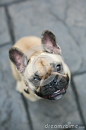 Smiling french Bulldog