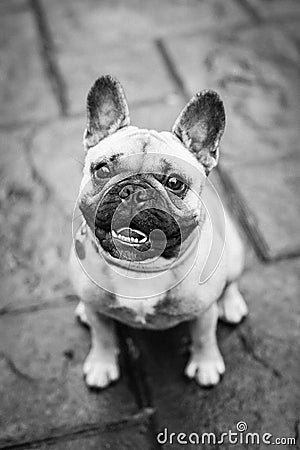 Smiling french Bulldog