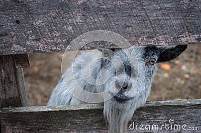 Smiling grey goat looking through fence