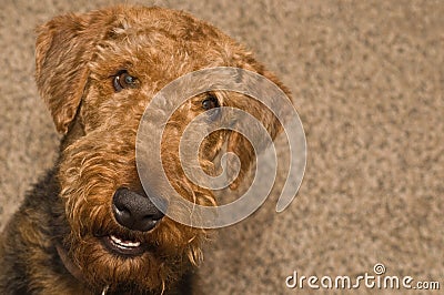 Smiling happy airedale terrier dog