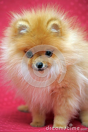 Smiling pomeranian dog.