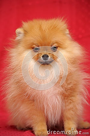 Smiling pomeranian dog.