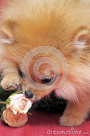 Smiling pomeranian dog.