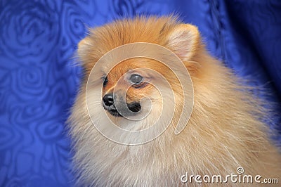 Smiling pomeranian dog.