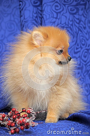 Smiling pomeranian dog.