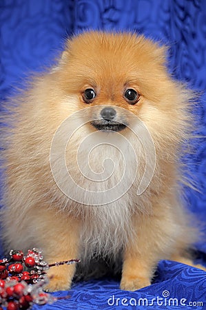 Smiling pomeranian dog.