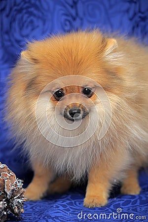 Smiling pomeranian dog.