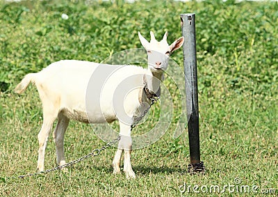 Smiling white goat