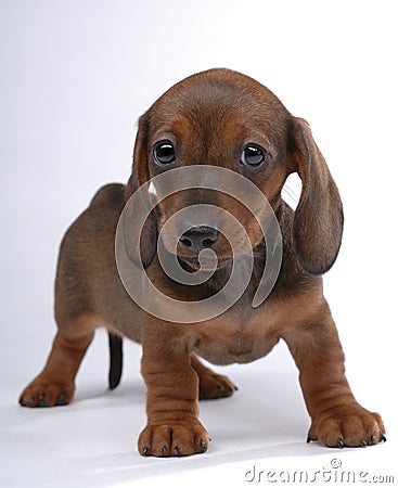 dachshund puppies for sale in birmingham al mini dachshund puppies for sale in alabama akc smooth coat breeds picture dachshund puppies for sale in birmingham al mini dachshund puppies for sale in alabama akc smooth coat breeds picture