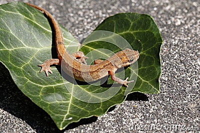 Smooth newt or common newt / Lissotriton vulgaris