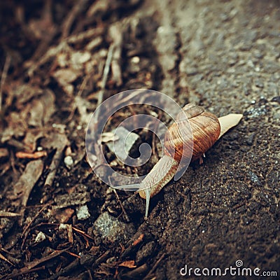 Snail crawling on the road