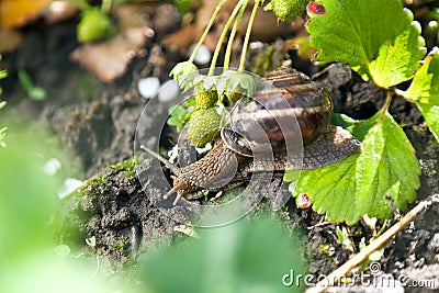 Snail (Helix pomatia) against strawberry leaf