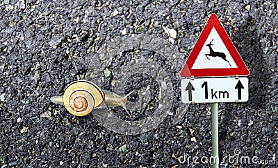 Snail with shell and road sign wild animals crossing