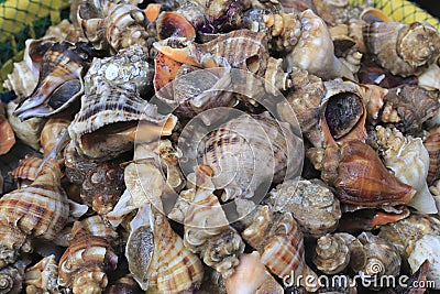 Snails in nylon string bag