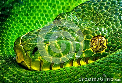 Snake Eye