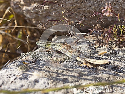 Snake Eyed Lizard