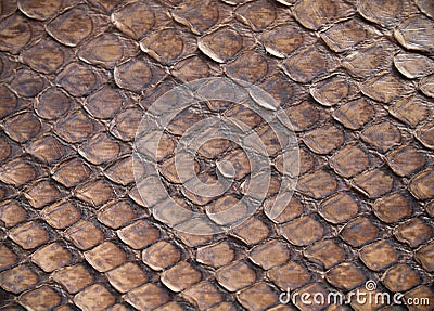 Snake skin