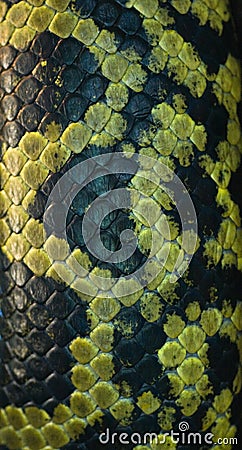 Snake skin - black and green