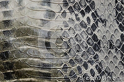 Snake skin, reptile