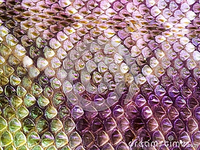 Snake Skin Scales Detail