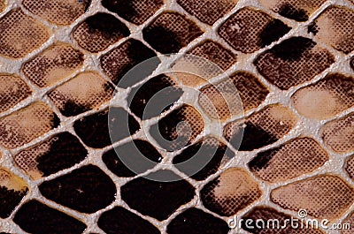 Snake Skin Seamless Pattern Texture