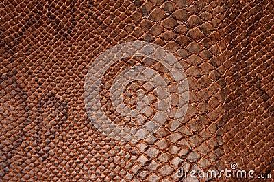 Snake skin texture