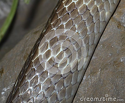 Snake skin in the zoo