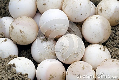 Snapping Turtle Eggs (Chelydra serpentina)