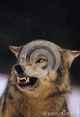 Snarling Gray Wolf