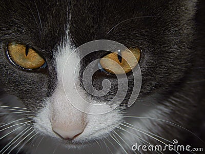 Snout of cat with yellow eyes closeup