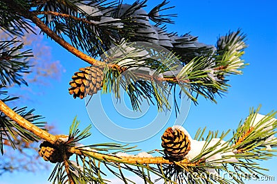 Snow Covered Pine Cones