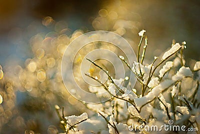 Snow-covered plants shine on the sun