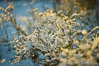 Snow-covered plants shine on the sun