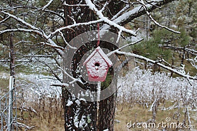 Snow covered red bird house in a pine tree