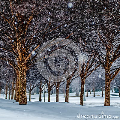 Snow covered sidewalk alley with trees