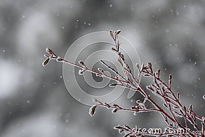 Snow falling on a Coral Bark Japanese Maple Tree